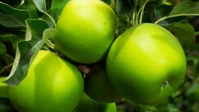 Granny Smith Apple Tree Size And Care