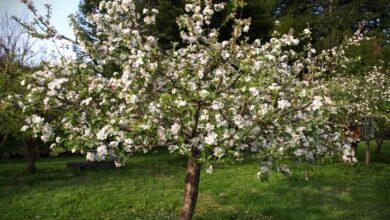 How To Care For A Liberty Apple Tree