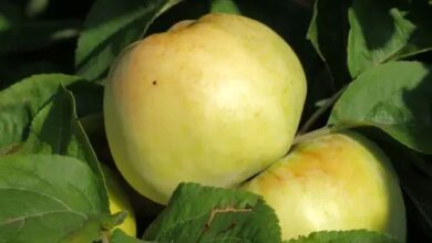 Learn How To Grow Antonovka Apples
