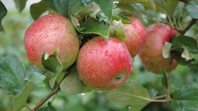 State Fair Apple Facts And Care