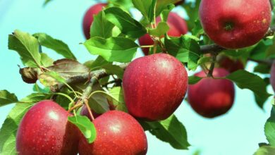 Tips For Growing Dayton Apples At Home